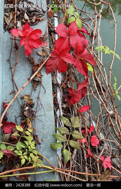 ����һ�ƺ�ҶͼƬ