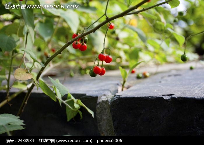 ɽ�ϳ�ǽ�ߵĺ�ɫ��ʵͼƬ