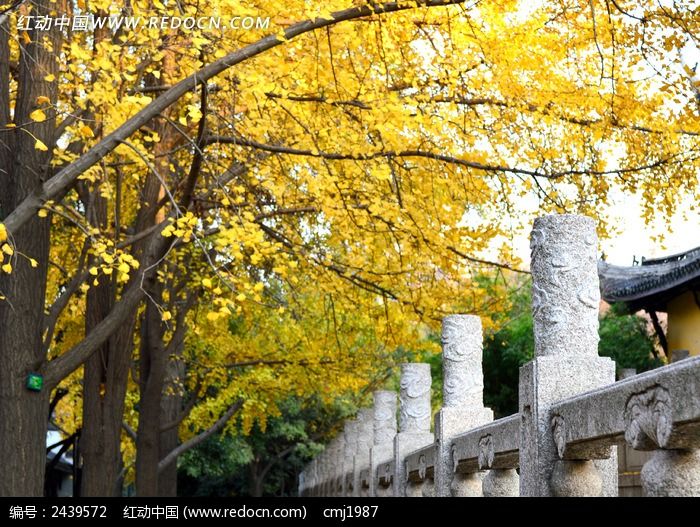 ������֦�µĻ���ͼƬ