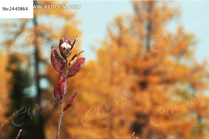 �����ԭ�ϵĻ�ͼƬ