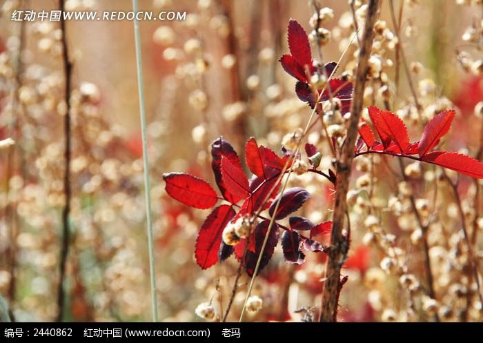 �����ԭ�ϵĻ�ͼƬ