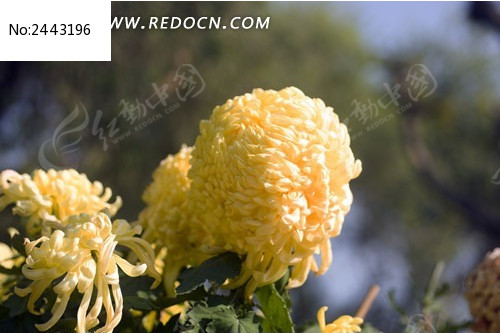 ʢ���Ľ�ɫ��ͼƬ