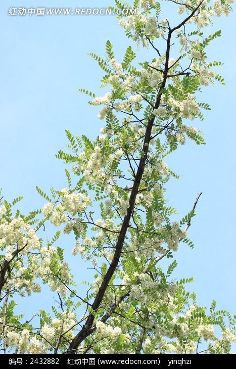 ֦ͷ�Ļ���ͼƬ