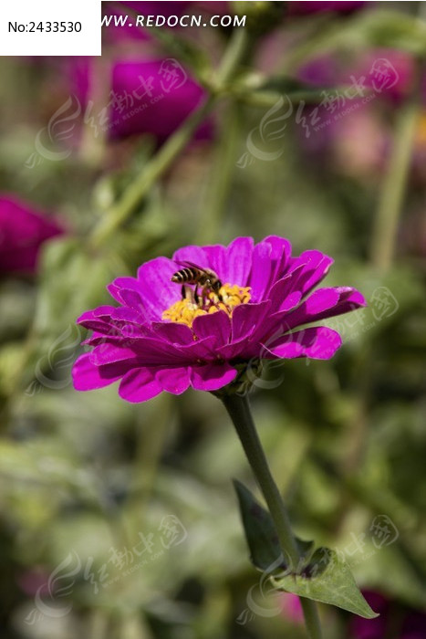 ���޵ĺ컨ͼƬ