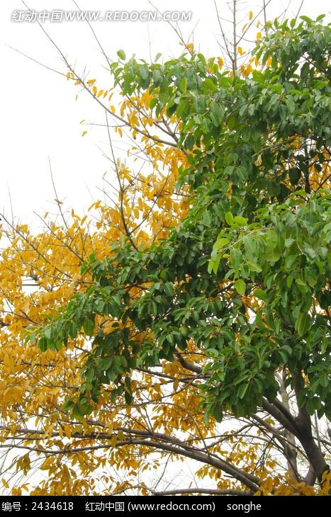 ��Ҷ���ҶͼƬ