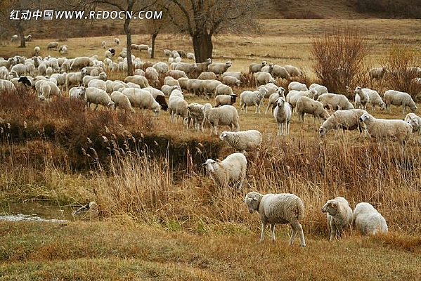 ��ԭ�ϵ�����