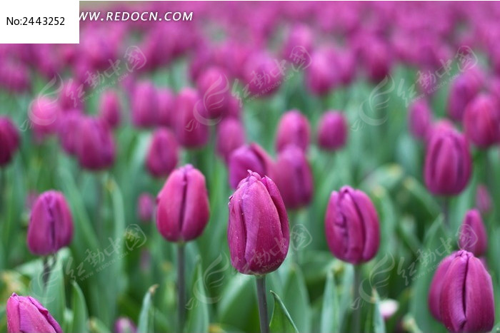 ��ɫ������ͼƬ