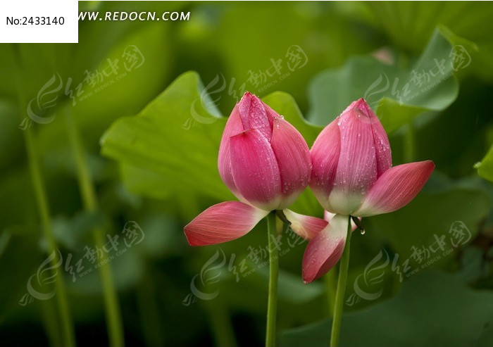 ���ĺɻ�ͼƬ