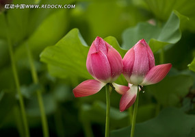 �ɻ������