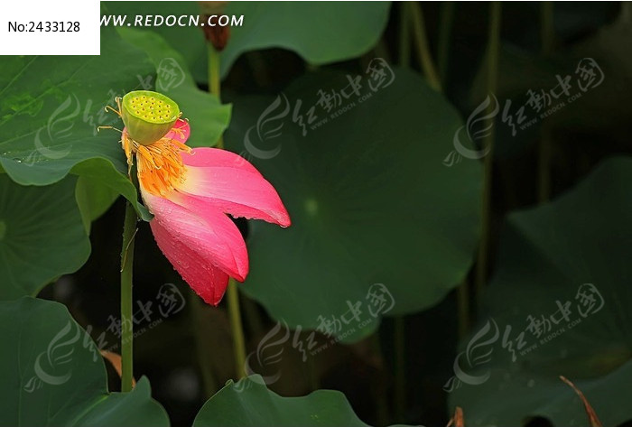 ���ĺɻ�ͼƬ