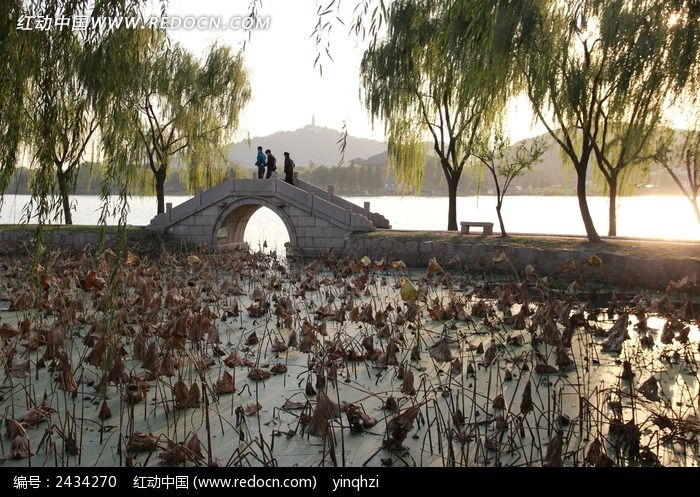 �����ϵĺ�ҶͼƬ