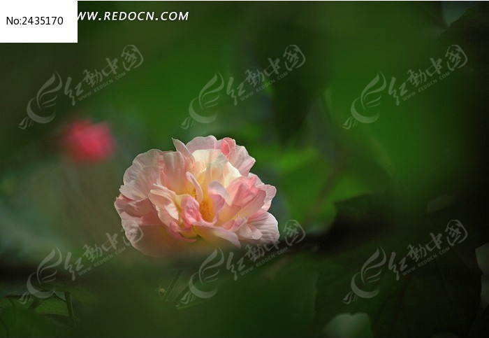 ��ɫ��ܽ�ػ�ͼƬ