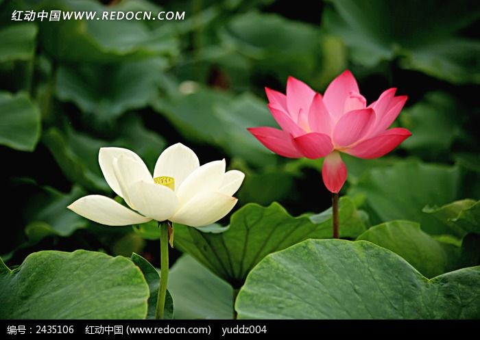 ���޵ĺɻ�ͼƬ