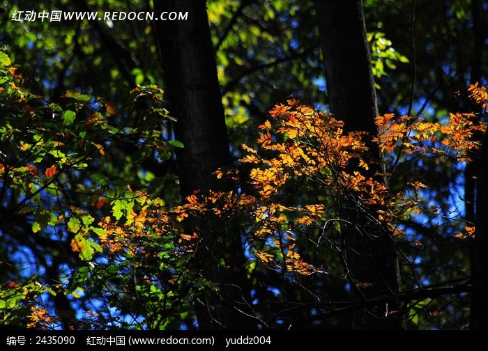 ����֦ͷ�ĺ�ҶͼƬ