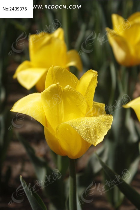 ��ɫ���޵�������ͼƬ