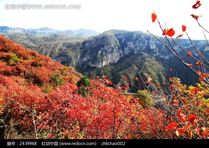 ����ɽ��Ҷ��дͼƬ