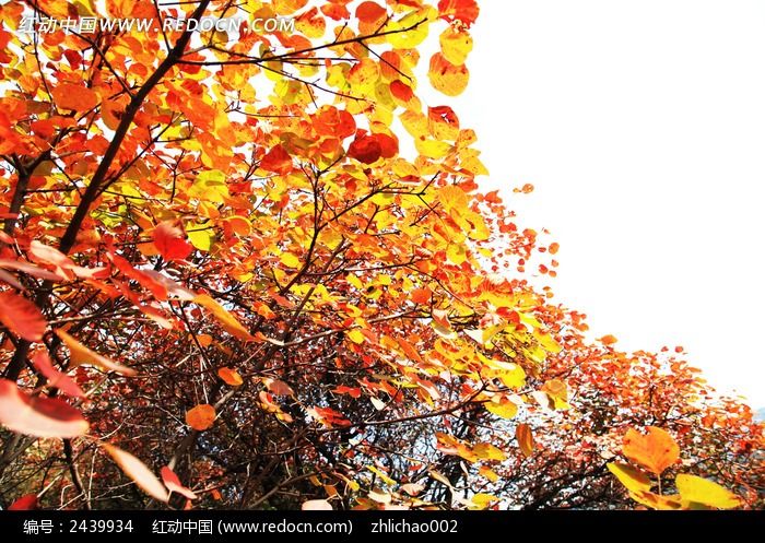 ��������ɽ��ҶͼƬ