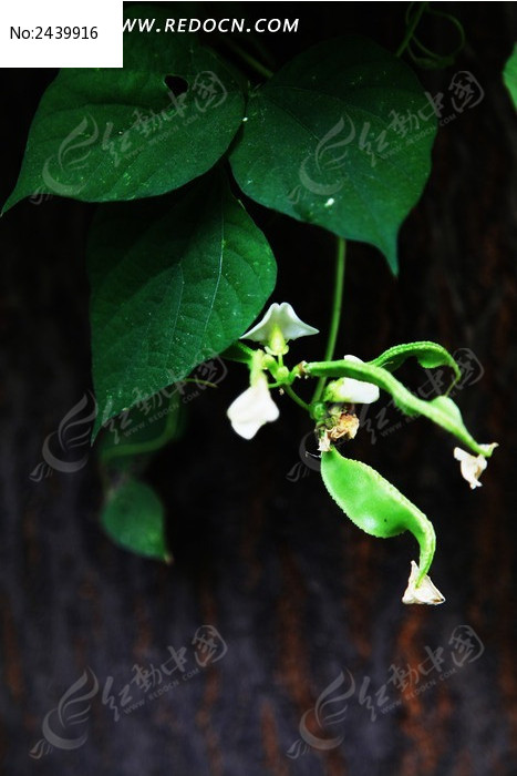 ���޵�÷��ͼƬ