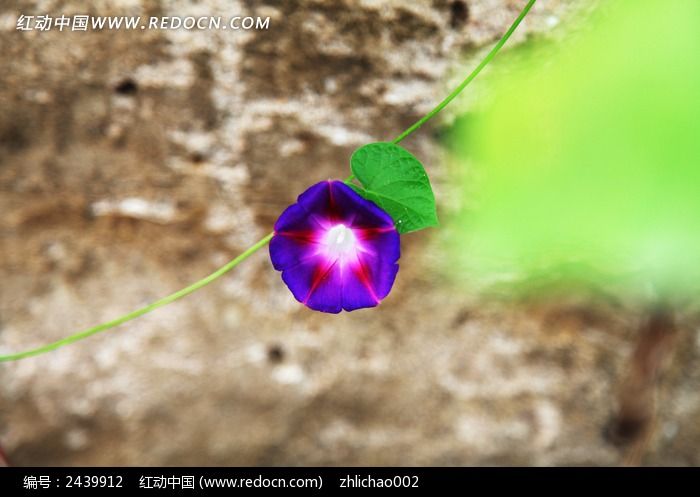 ʢ����ǣţ��ͼƬ