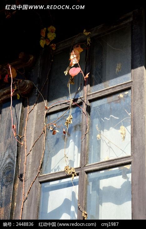 ��֮�׻���Ӱ����ݵ�ľ��ͼƬ