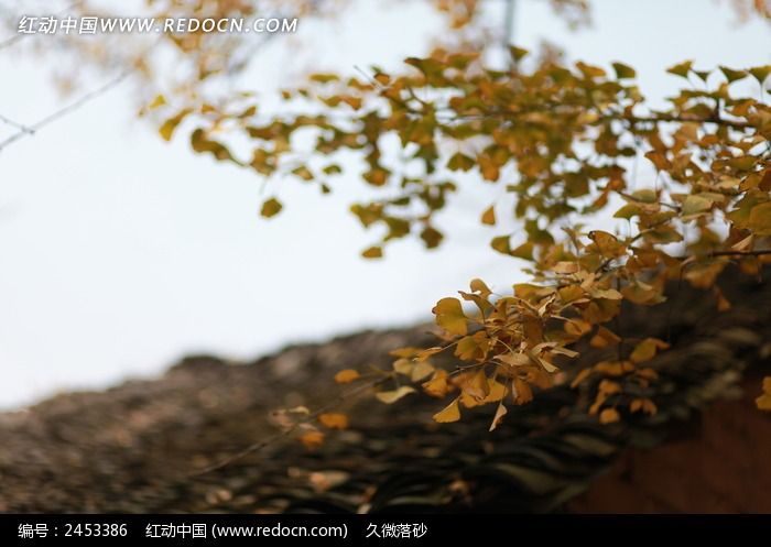 ���ֺ����＾��������-��ҶͼƬ