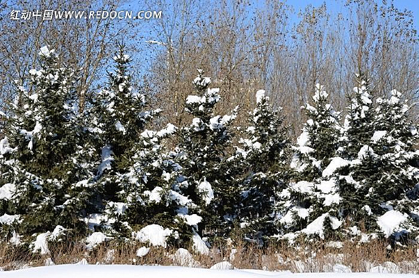 ѩ��������