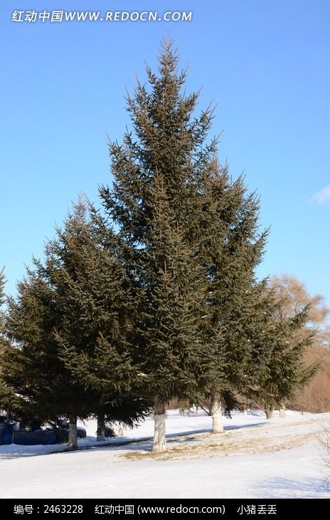 ѩ���ϵ�����ͼƬ