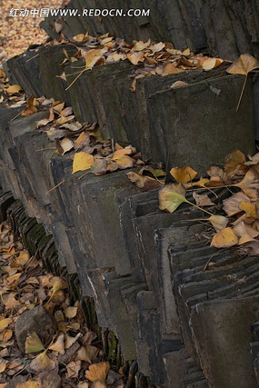 ����Ҷ�¶ѷŵ�����Ƭ