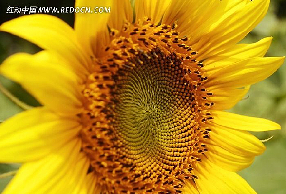 ���޵����տ�