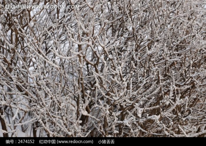 ������׵�����ͼƬ