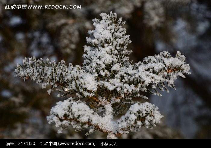 ��������֦����ͼƬ