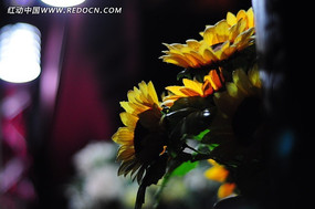 ���տ�����