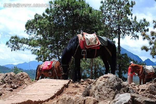 �Բݵ�����