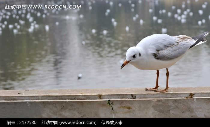 ������ʳ�ĵĺ���ŸͼƬ