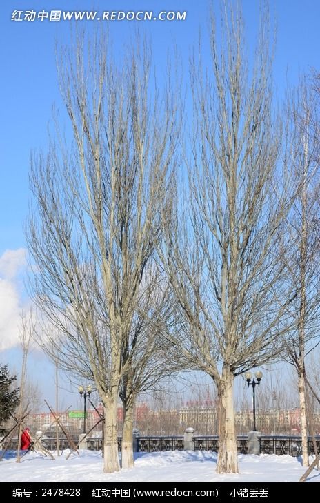 ѩ���ϵĿ���ͼƬ