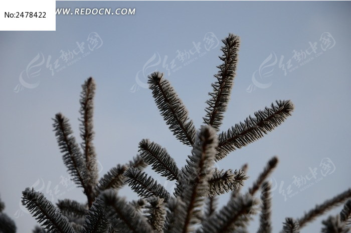 ��֦����ͼƬ