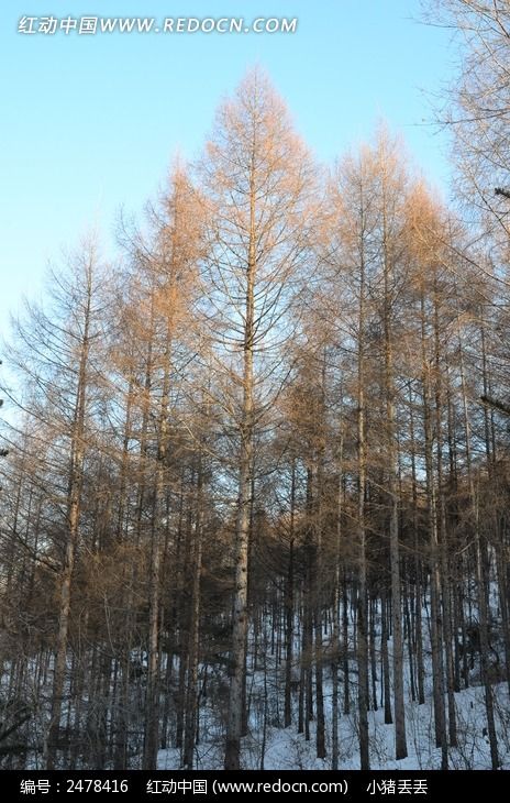 ��������ľͼƬ