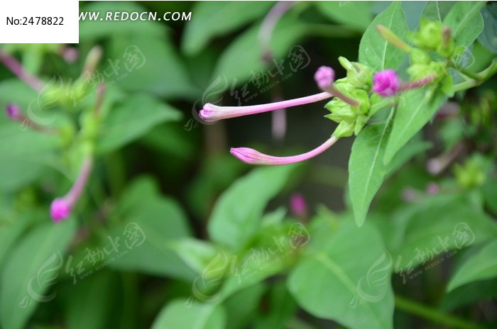 �������εĻ���ͼƬ