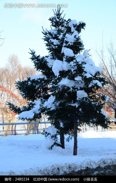 �����ϵİ�ѩͼƬ