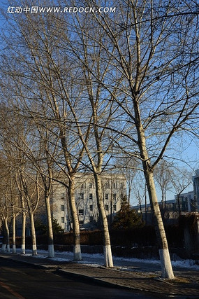 ������������ľ