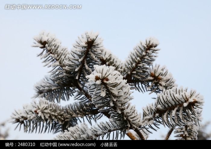 ��ѩ���ǵ���֦ͼƬ