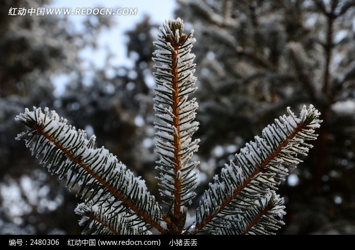 ��Ө����֦����ͼƬ