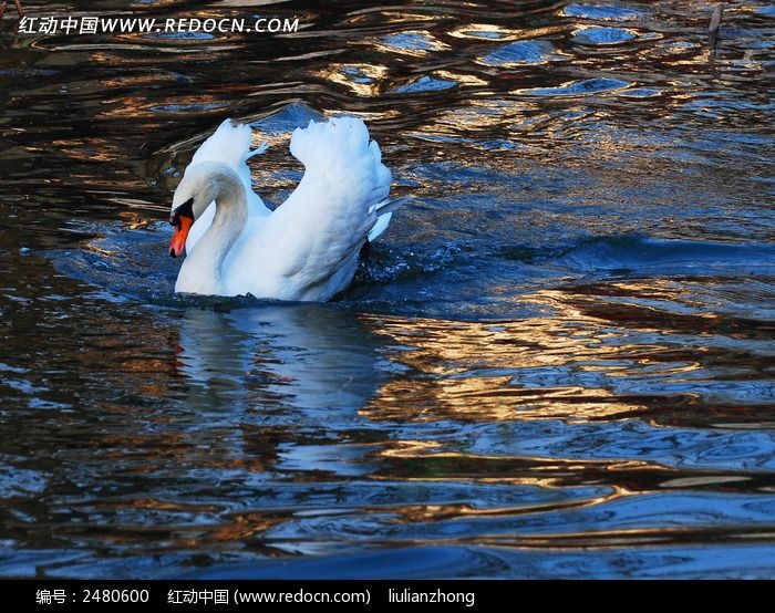 ˮ�е����ͼƬ