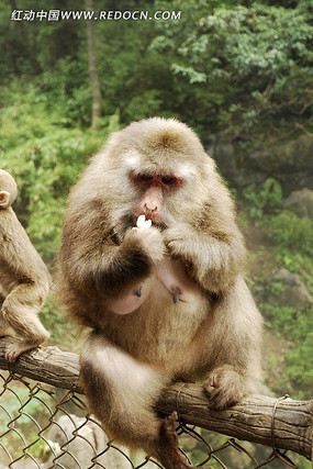 ��üɽĸ�Ӻ�