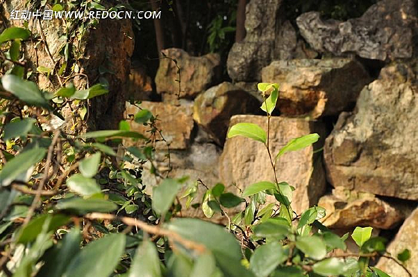 ���޵���Ҷ