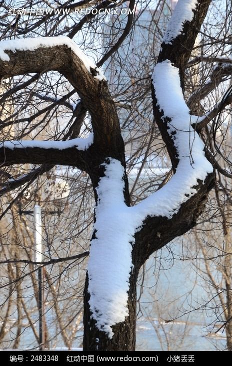 �����ϵİ�ѩͼƬ