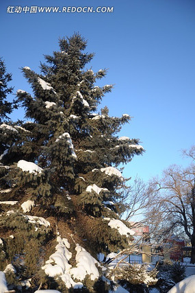 �����ϵ�ѩ