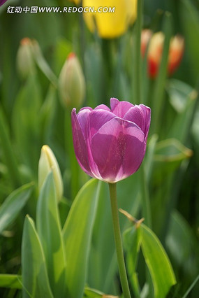 ����̫����������