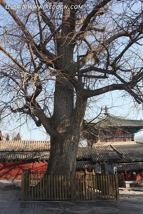 �����¹���