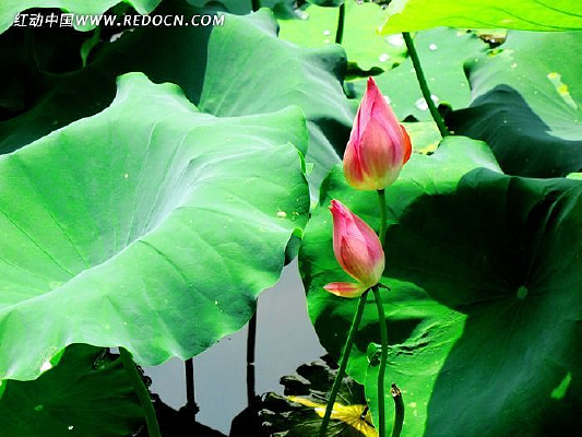 ����ŭ�ŵĺɻ�